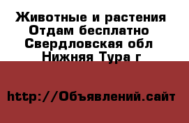 Животные и растения Отдам бесплатно. Свердловская обл.,Нижняя Тура г.